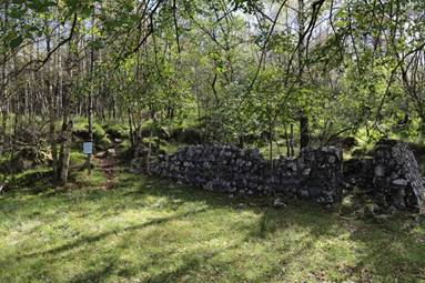 A stone wall in a forest  Description automatically generated with low confidence